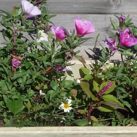 Hotel Logis La Rose Des Vents